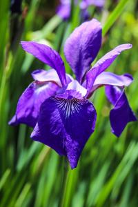 O'Fallon Garden Club (Main Street)