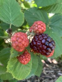 OFallon Community Garden