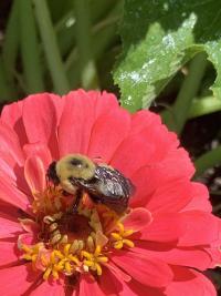 Community gardening spot 11