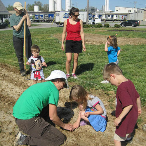 Sunflower Planting