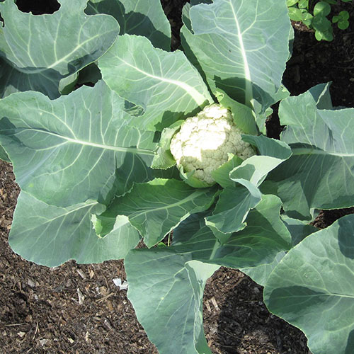 Community Garden