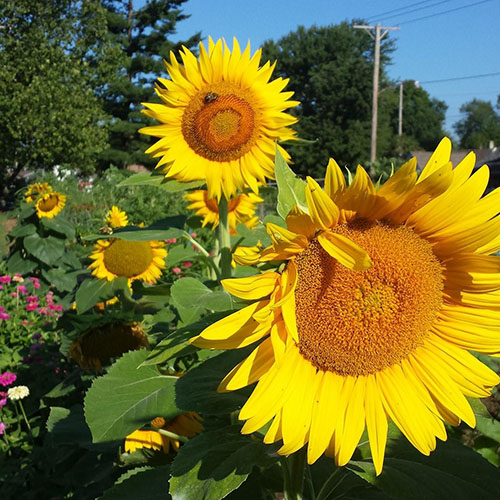 Community Garden