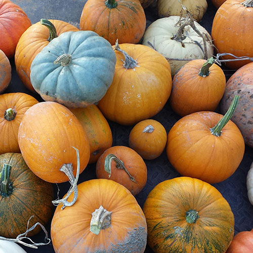 Pumpkin Harvest