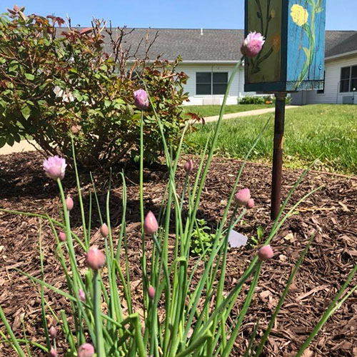 Morningside Assisted Living Garden