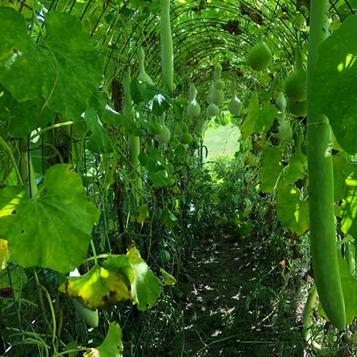 Taylor Road Garden