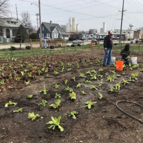 Spring Planting